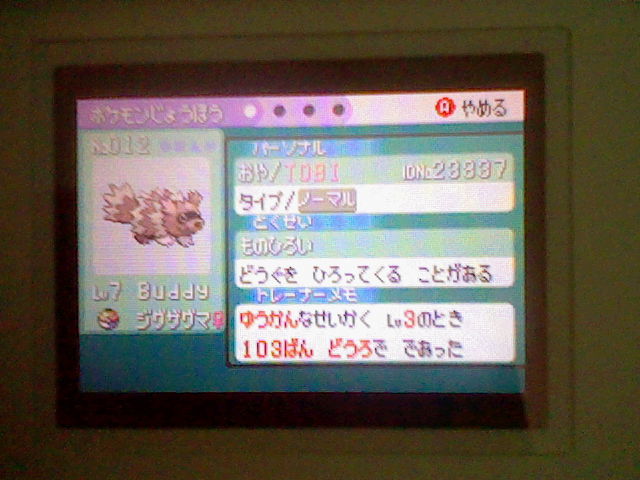 zigzagoon_buddy